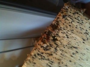 Bed Bug Exterminators find eggs and feces on a wooden bed slat