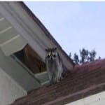 Raccoon and damaged soffit