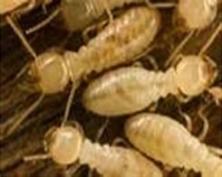 termites in home before termite control