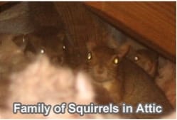 squirrels in attic