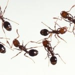 ant extermination