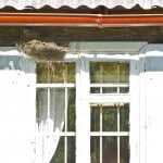 bird removal may be required when they make nests in your home