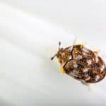 Carpet Beetle Infestation: Identification, Prevention, and Control