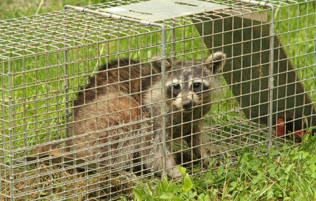 toronto raccoon removal