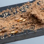 Understanding Termite Damage and Its Impact on Homes