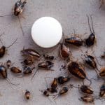 How Cockroach Bait Stations Attract and Eliminate Infestations