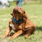 Guarding Against Pests: Flea and Tick Prevention for Canadian Dog Owners