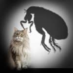 The Battle Against Fleas: Cat Flea Control That Works